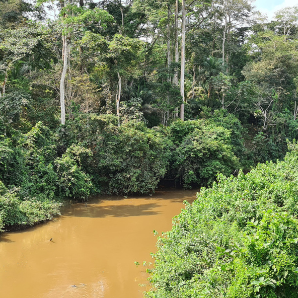 Rainforest Cameroon