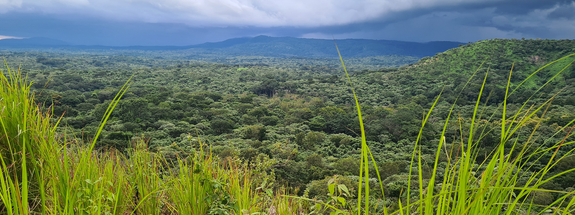 Rainforest Cameroon